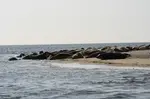 Seals in Norfolk are a real Wow Factor.  Find how to see the Common and Grey seals and their pups and the best times and places to visit them