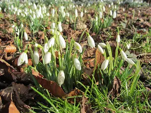 Snowdrops