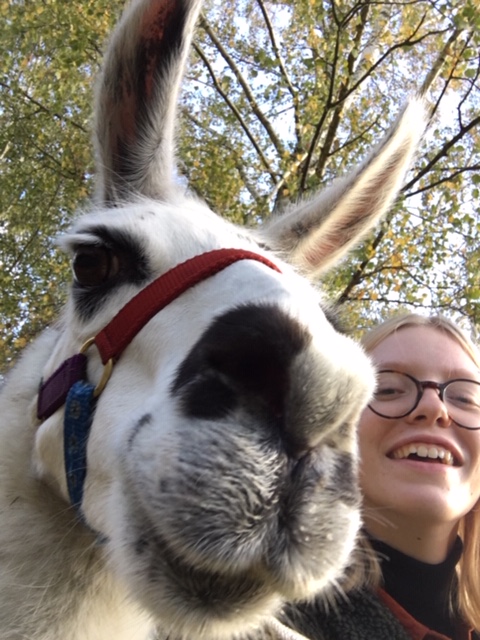 Such adorable Llamas