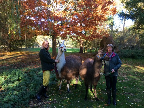 Our fun llama experience with Norfolk Llamas