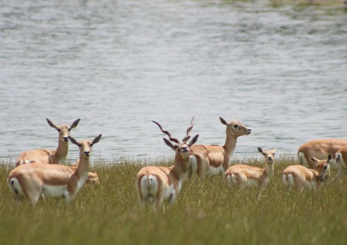 The Blackbuck at Watatunga Wildlife Reserve The Blackbuck at Watatunga Wildlife Reserve