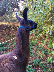 Bluebelle the Llama Bluebelle the Llama