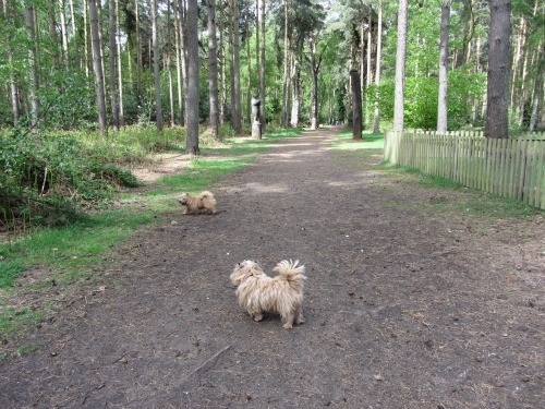Dog walking in the grounds outside  Sandringham House