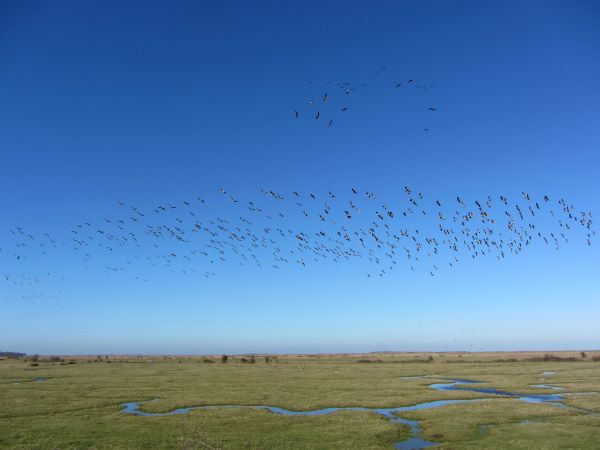 Brent geese coming to land on the water meadows Brent geese coming to land on the water meadows