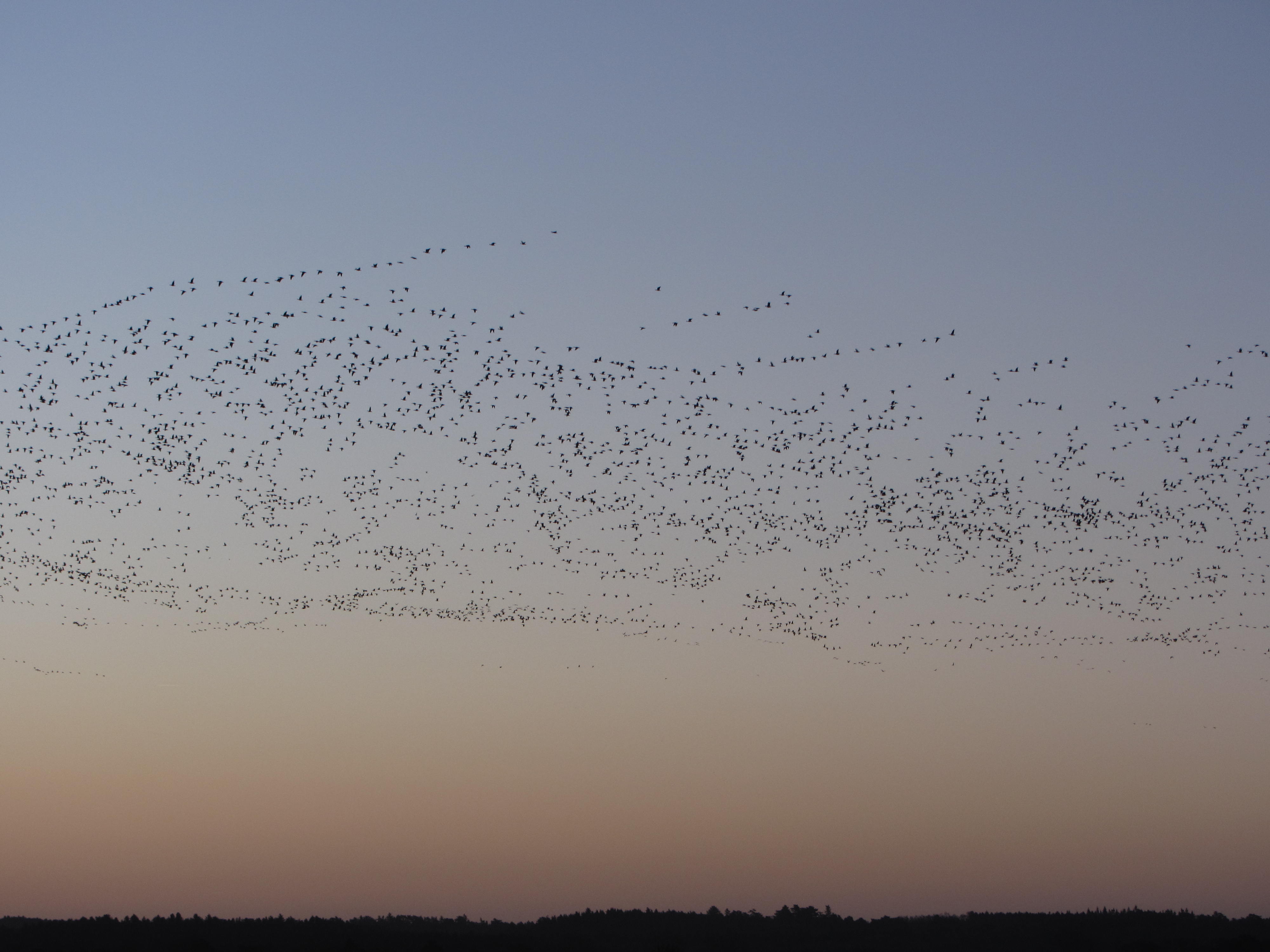 Pink footed geese