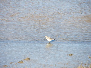 Teeming with wildlife on this stretch of the Norfolk Coast Path Teeming with wildlife on this stretch of the Norfolk Coast Path