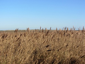 Reed beds at Brancaster Reed beds at Brancaster