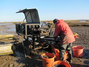 Mussel grading at Brancaster Staithe