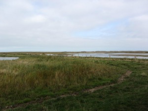 NWT Cley Marshes