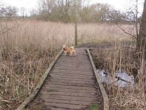 Dogs on the Peddars Way Dogs on the Peddars Way
