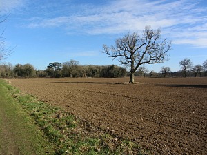Open countryside along the Peddars Way