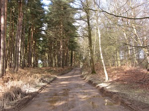 Pine forests on the Peddars Way trail
