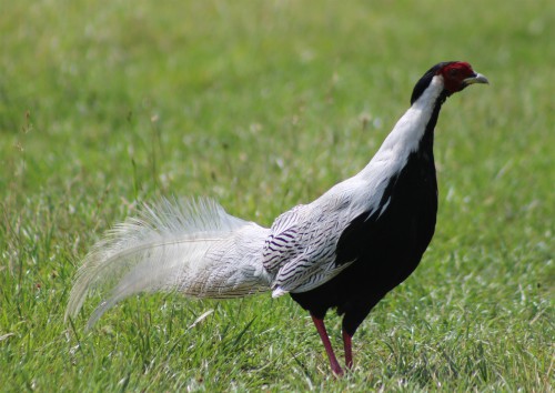 Silver pheasants at Watatunga