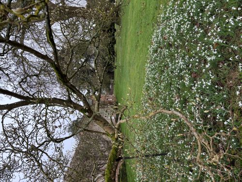 Snowdrops at Stow Hall Gardens Snowdrops at Stow Hall Gardens