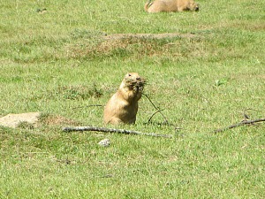 Marmots