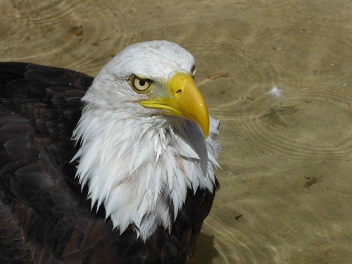 The bald headed eagle at Banham Zoo, Norfolk