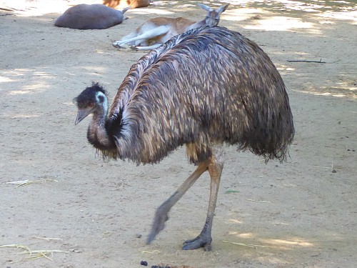 An emu at Banham Zoo