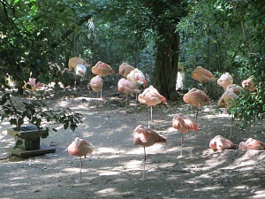 Flamingos