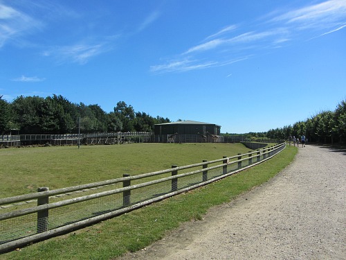 The spacious giraffe enclosure