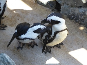The penguins in Penguin Cove at Banham Zoo