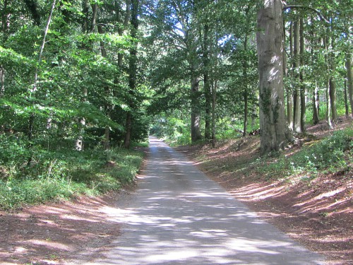 Enjoying the woodlands along this quiet lane