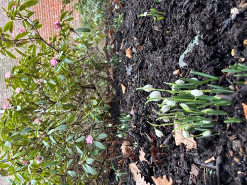 Blickling snowdrops Blickling snowdrops