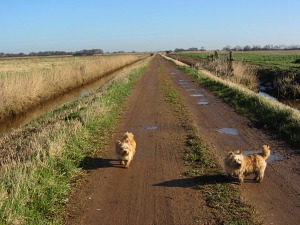 Potter Heigham Walk
