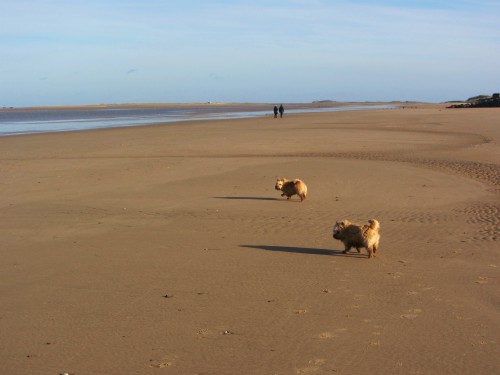 Lovely dog walks on Brancaster beach
