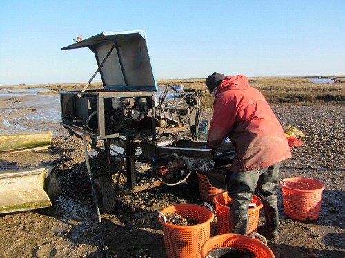 Grading the mussles at Brancaster Staithe