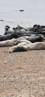 Some seals at Horsey beach