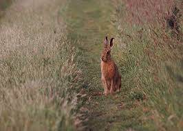 Brown hares are fairly common in the Norfolk countryside Brown hares are fairly common in the Norfolk countryside