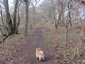 Woodland near Castle Acre
