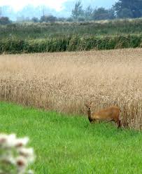 Chinese water deer often seen on the Norfolk Broads Chinese water deer often seen on the Norfolk Broads