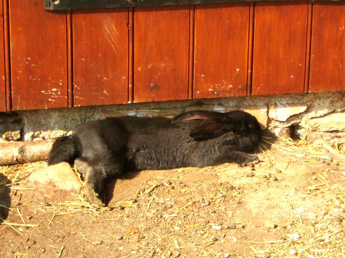 A Giant Flemish rabbit enjoying the sun! A Giant Flemish rabbit enjoying the sun!