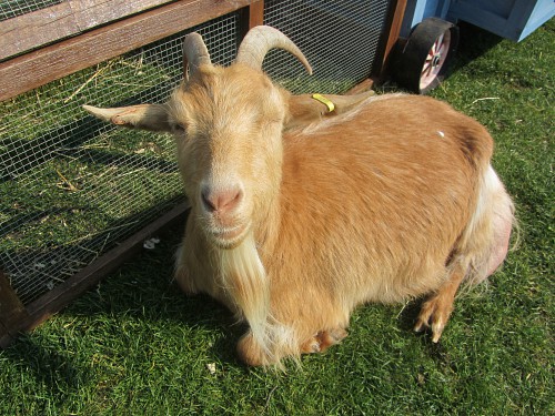 Many rare breeds at Church Farm Rare Breeds Centre