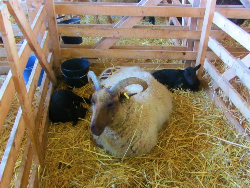 One of the lambing nursing pens at Church Farm One of the lambing nursing pens at Church Farm