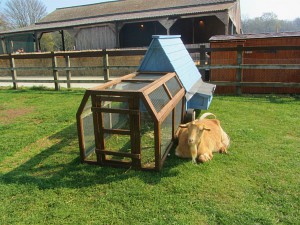 One of the petting pens One of the petting pens