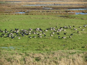 Cley Marshes Brent Geese Cley Marshes Brent Geese
