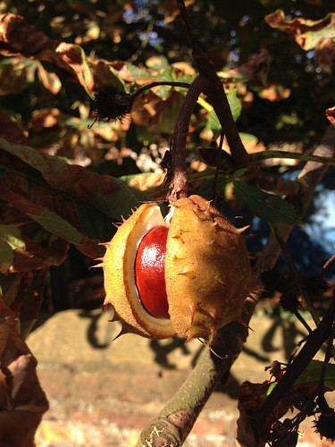 Autumn colours abound in the woodlands and parkland of Norfolk Autumn colours abound in the woodlands and parkland of Norfolk
