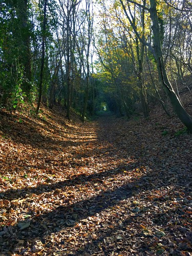 Wooded walk along the old disused railway Lovely stretch of woodland walk once past Cromer Golf Club