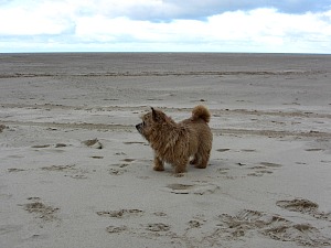 Dog friendly beaches