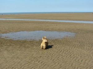 can you take dogs on old hunstanton beach