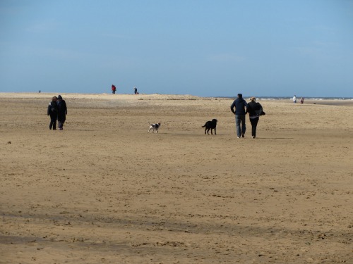 Dogs on beaches Dogs on beaches