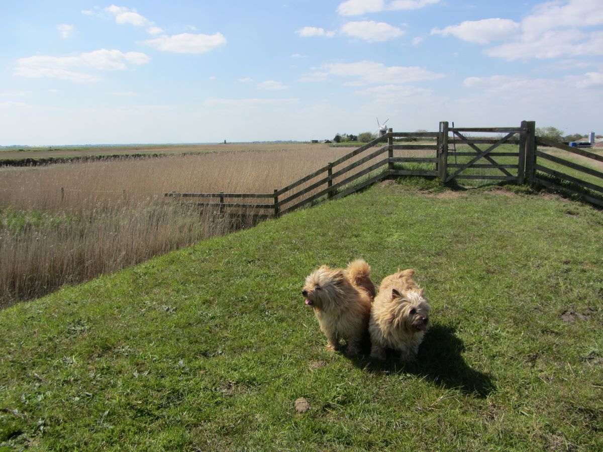 Dog walks in Norfolk
