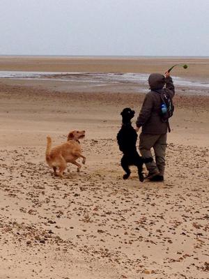 Throw the ball, throw the ball ...