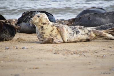 Seals at Horsey Beach