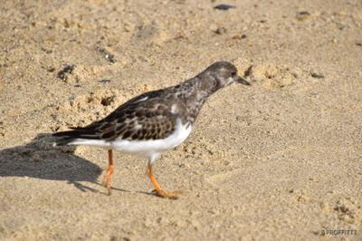Wildlife at Horsey beach