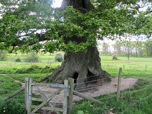 The sessile Oak