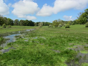 The swamp at the end of the lake
