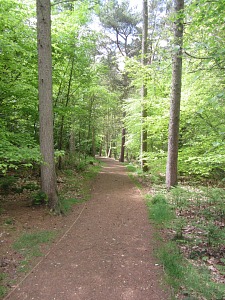 Felbrigg Hall Woodland walk